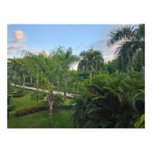 Palm tree photo enlargement print