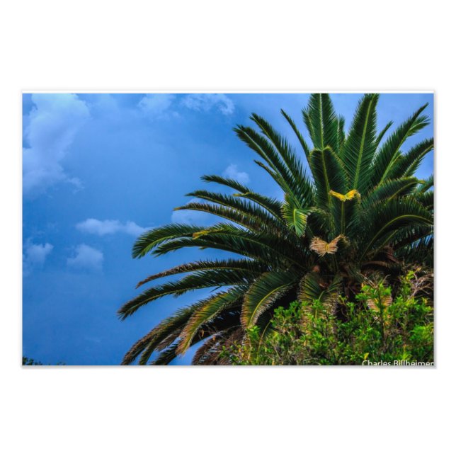 Palm Tree Photo Print (Front)