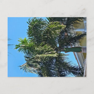 Palm tree postcard