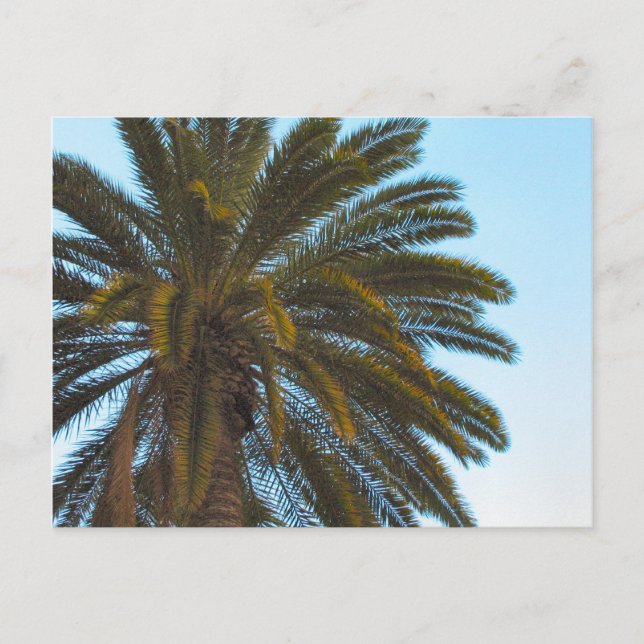palm tree postcard (Front)