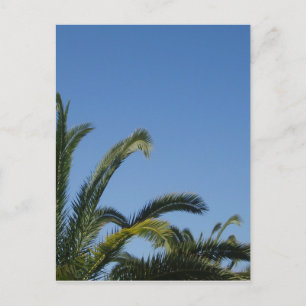 Palm Tree Postcard