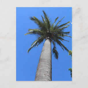 Palm Tree Postcard