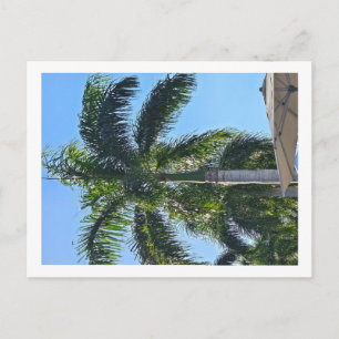 Palm tree postcard