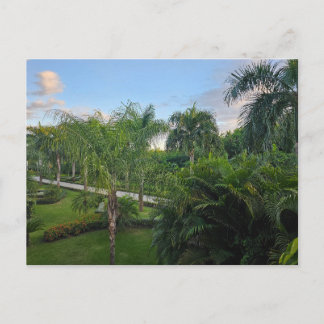 Palm tree postcard