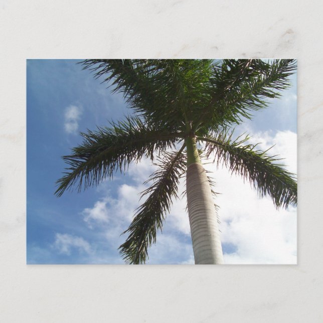 Palm Tree Postcard (Front)