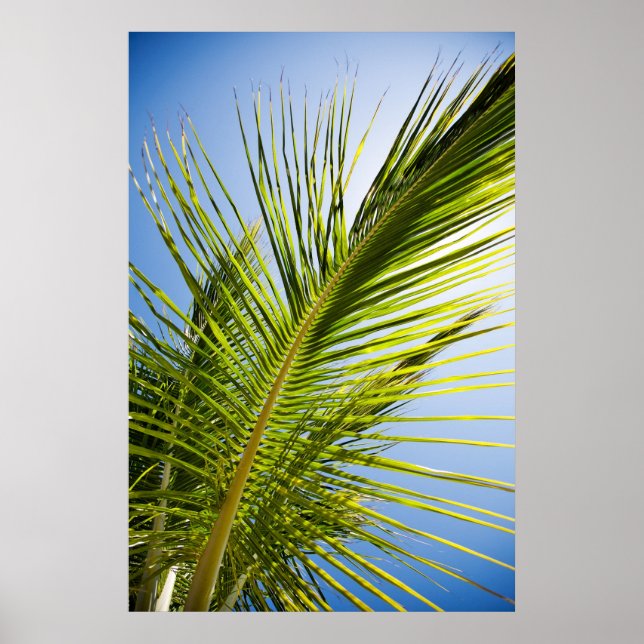 Palm tree poster/canvas print (Front)