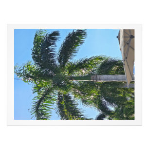 Palm tree print