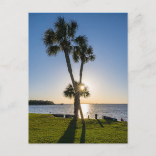 Palm Tree Scissors Silhouette Postcard