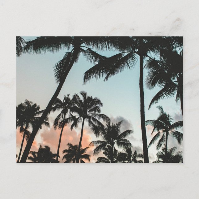 Palm Tree Silhouettes Postcard (Front)