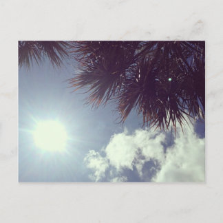 Palm Tree & Sun Postcard