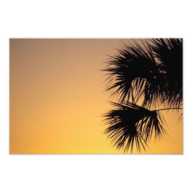 Palm tree sunrise, Florida Photo Print (Front)