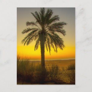 Palm Tree Sunrise Postcard