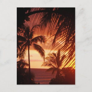 Palm Tree Sunset in Hawaii Postcard
