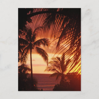 Palm Tree Sunset in Hawaii Postcard