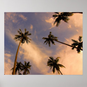 Palm tree tropical summer photo poster