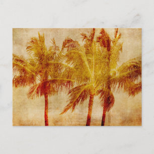 Palm Tree Vintage        Postcard