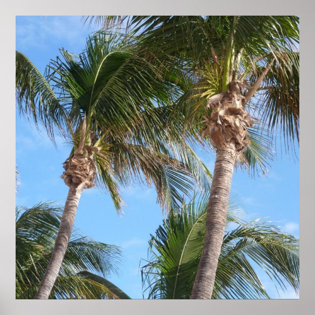 Palm Trees Against Blue Sky Poster (Front)