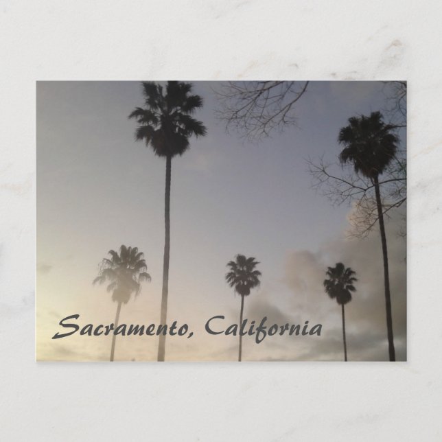 Palm Trees at Sunset Postcard (Front)