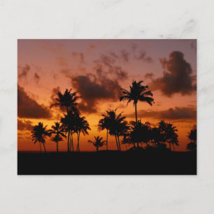 Palm Trees at Sunset - red Postcard