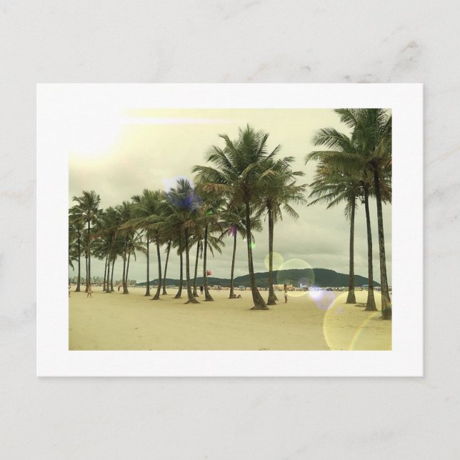 Palm Trees Beach Postcard (Front)
