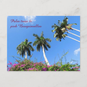 Palm trees Bougainvillea bushes Florida Postcard