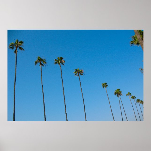 Palm Trees in a Row Poster (Front)