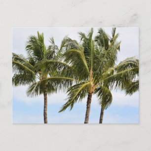 Palm Trees in Kauai Postcard