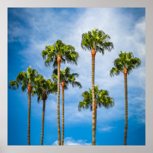 Palm Trees in San Diego, California Poster