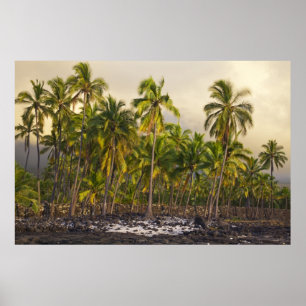 Palm trees, National Historic Park Pu'uhonua o Poster