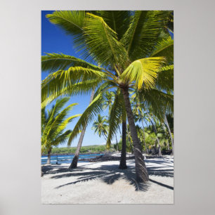 Palm trees, National Historic Park Pu'uhonua o Poster