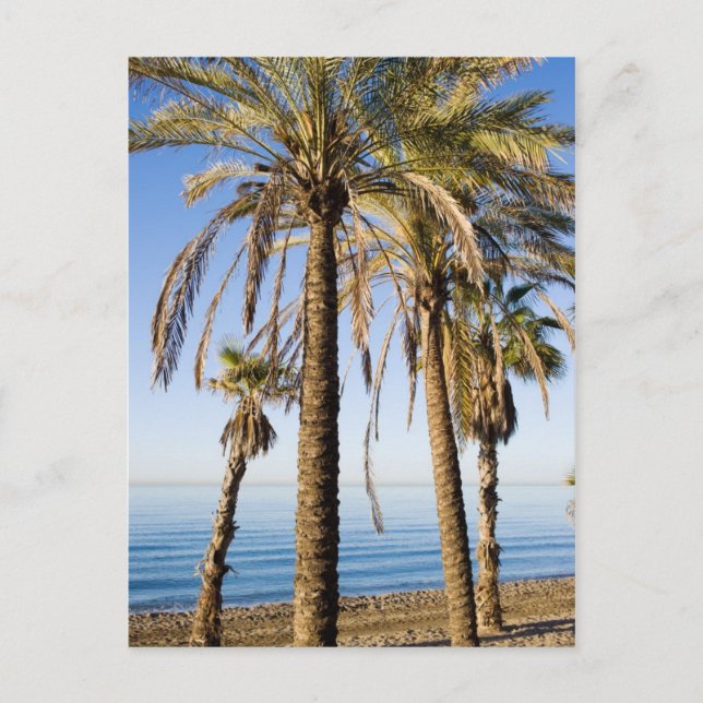 Palm Trees on a Beach in Marbella Postcard (Front)