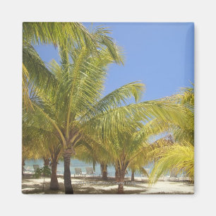 Palm Trees on a Honduras White Sand Beach Magnet
