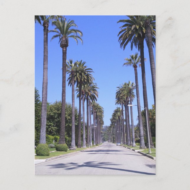 Palm trees on a street in Los Angeles Postcard (Front)