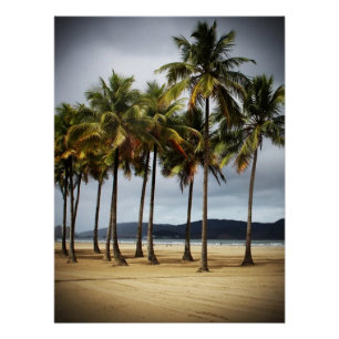 Palm trees on Gonzaga Beach, Santos, Brazil Poster