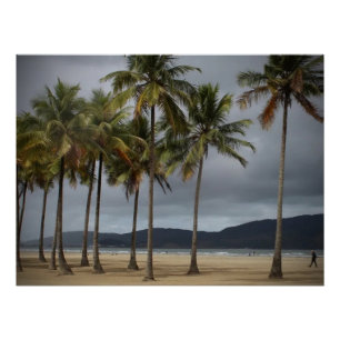 Palm trees on Gonzaga Beach, Santos, Brazil Poster