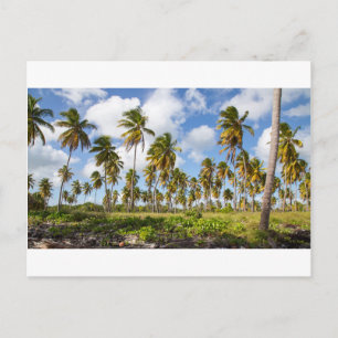 Palm trees on the beach of Isla Saona Postcard