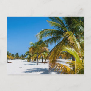 Palm trees on the ocean beach postcard