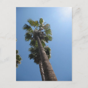 Palm Trees Post Card
