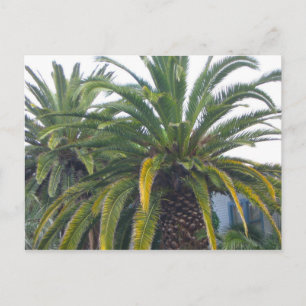 Palm Trees Postcard