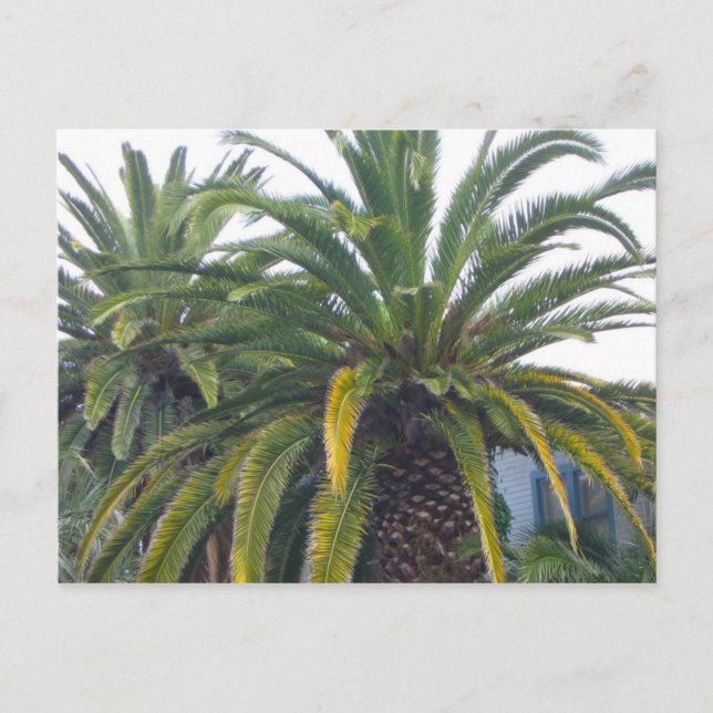 Palm Trees Postcard (Front)