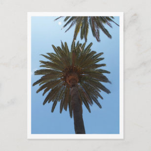 Palm Trees Postcard