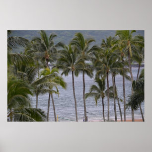 Palm Trees Poster