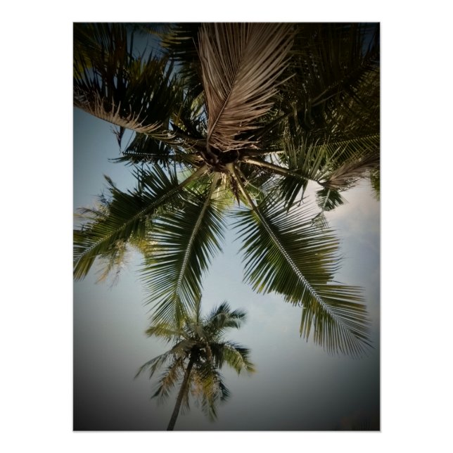 Palm trees  poster (Front)
