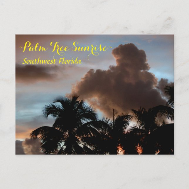 Palm trees sunrise Florida Postcard (Front)