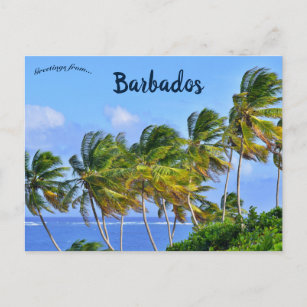 Palm Trees Swaying in Barbados Postcard
