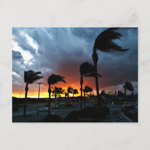 Palm Trees Swaying in the Breeze at Sunset Postcard