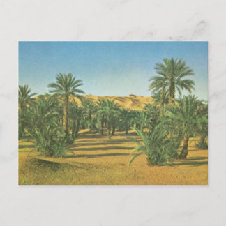 Palm trees, Wadi el Adjal, Libya Postcard