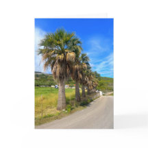 Palm Trees Zakynthos Greece