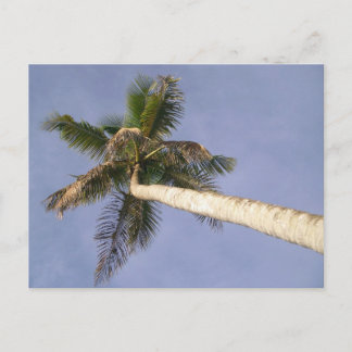 Palm View Postcard