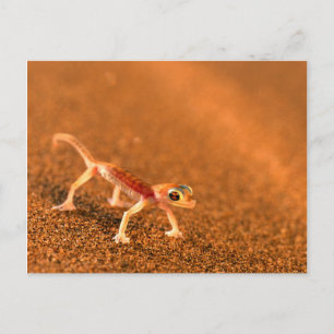 Palmatogecko On Sand Dune, Swakpomund, Erongo Postcard